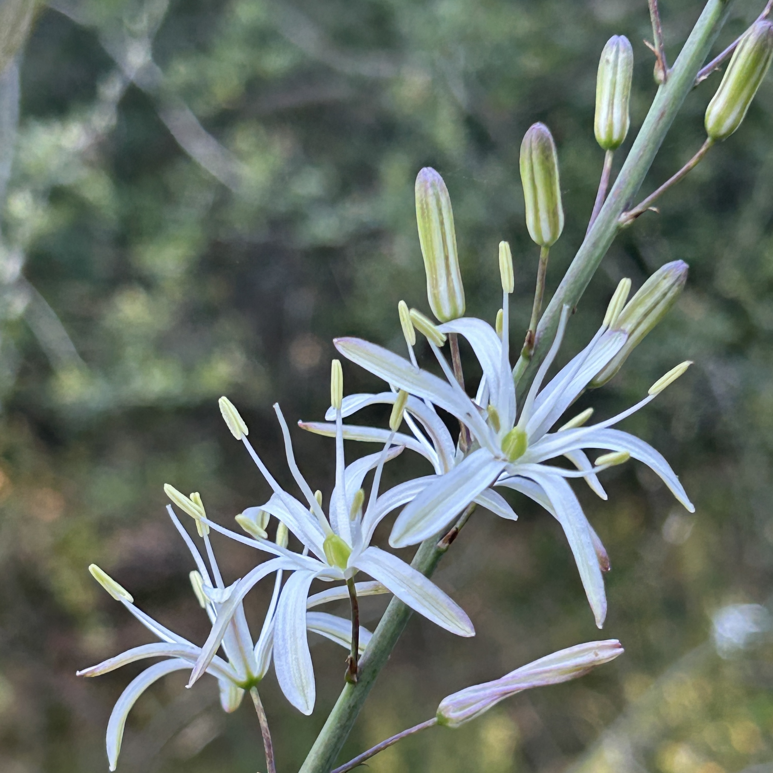 The Mighty Soap Plant