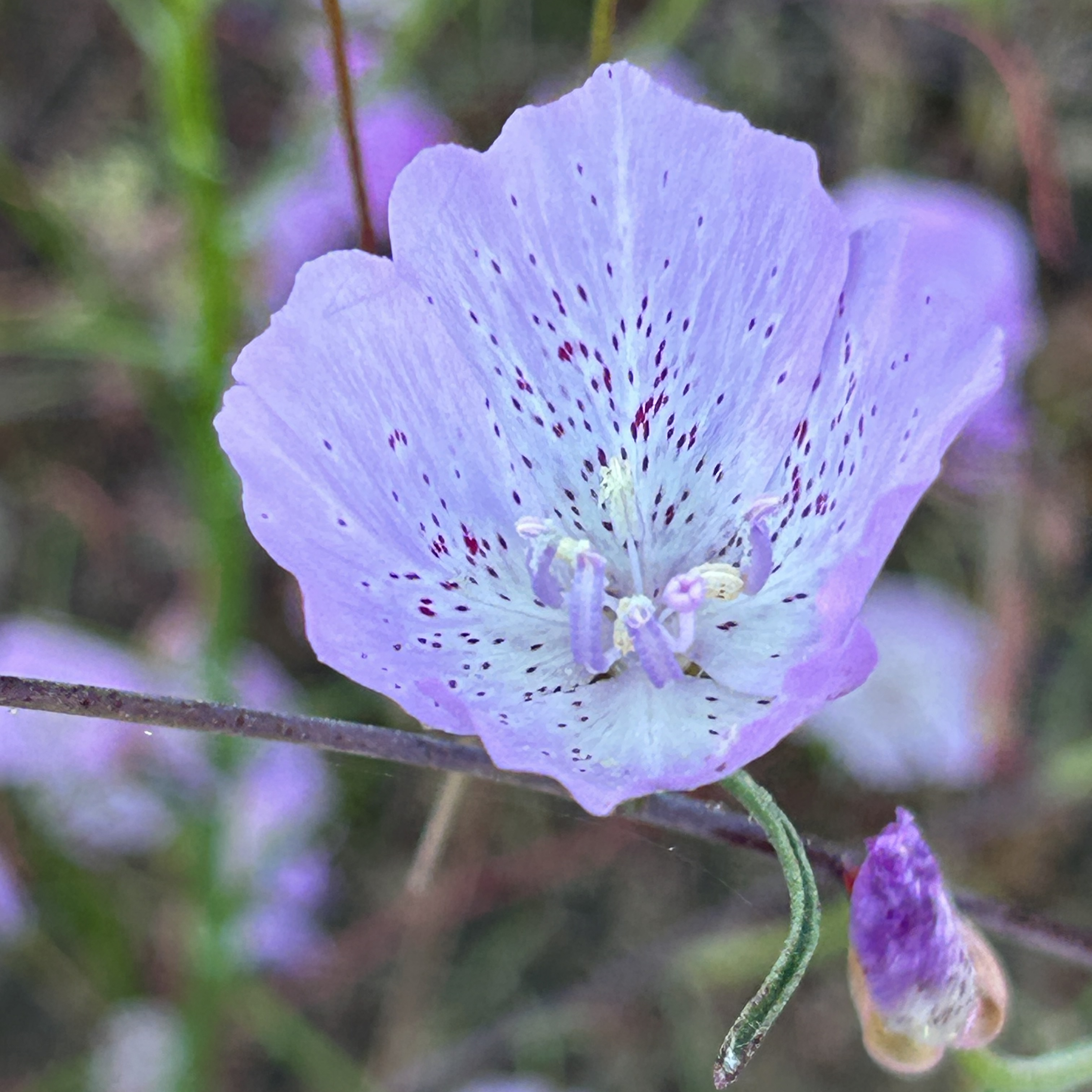 Speckled Clarkia